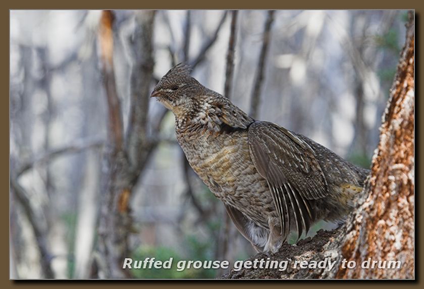 Ruffed Grouse