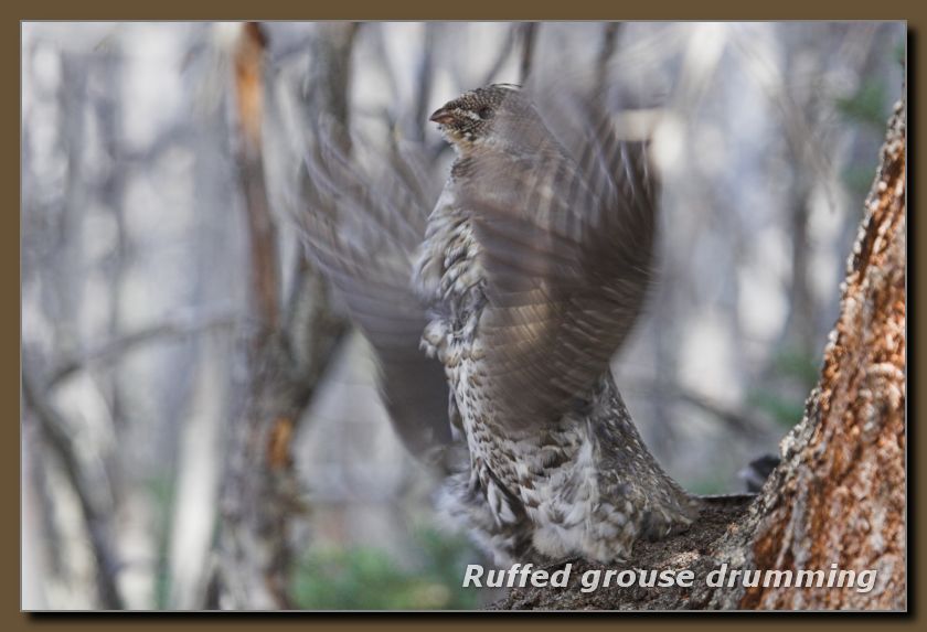 Ruffed Grouse