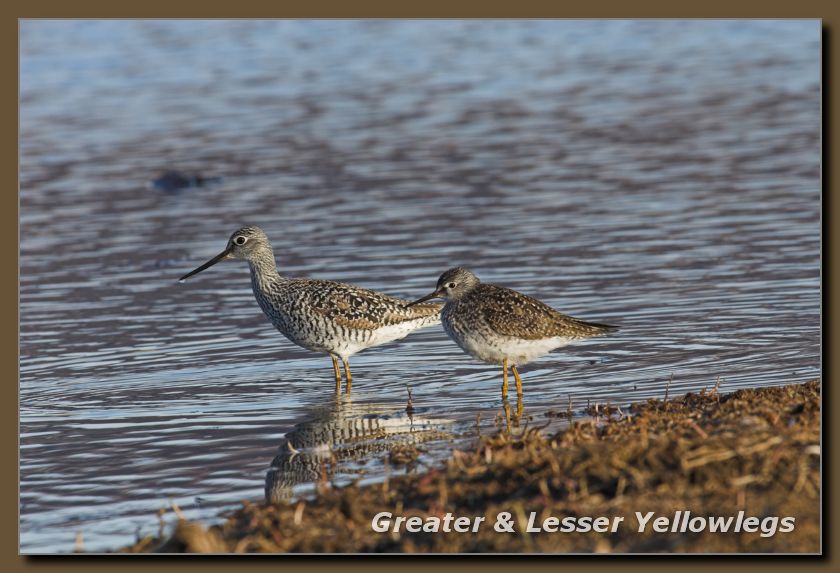 Yellow Legs