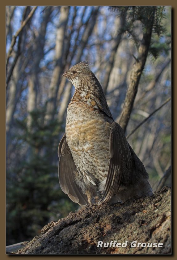 Ruffed Grouse