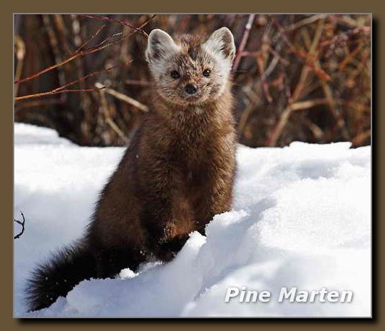 Pine Marten