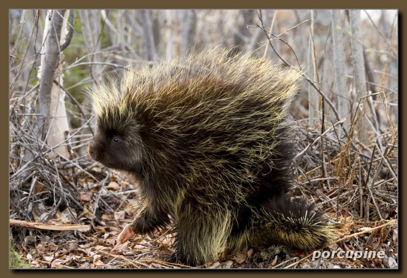 porcupine